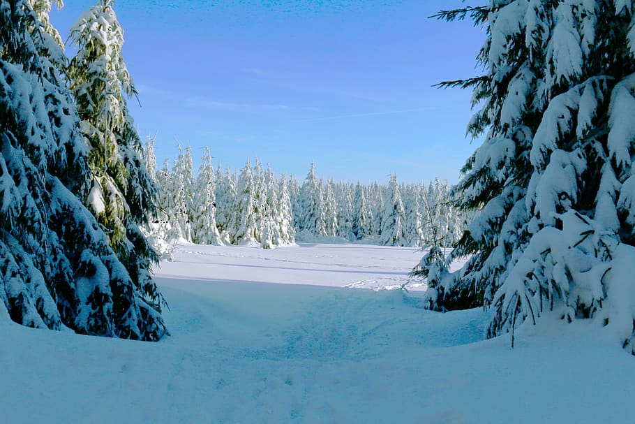 winter forest, cold, snow, wintry, winter magic, nature, snow landscape HD wallpaper