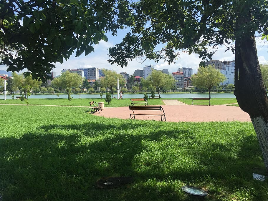 Build a park. Деревья в парке Батуми. Город лужайка Шансуи. Фото парка задней формы на солнечной.