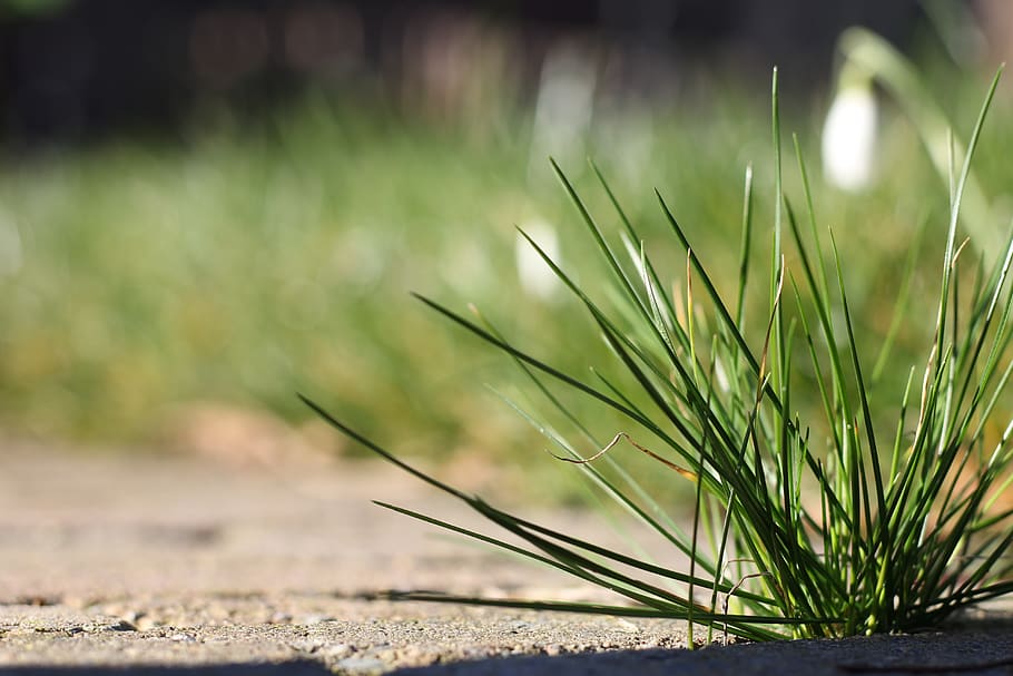 grass, plant, lawn, spring, green, flagstone, snowdrops, garden HD wallpaper