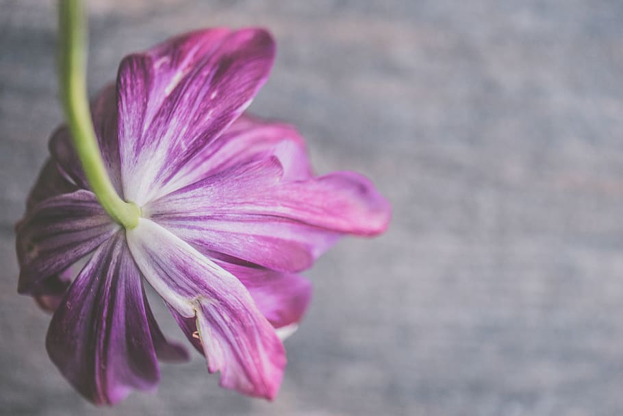 Selective Focus Photography of Purple Petaled Flowers, background HD wallpaper