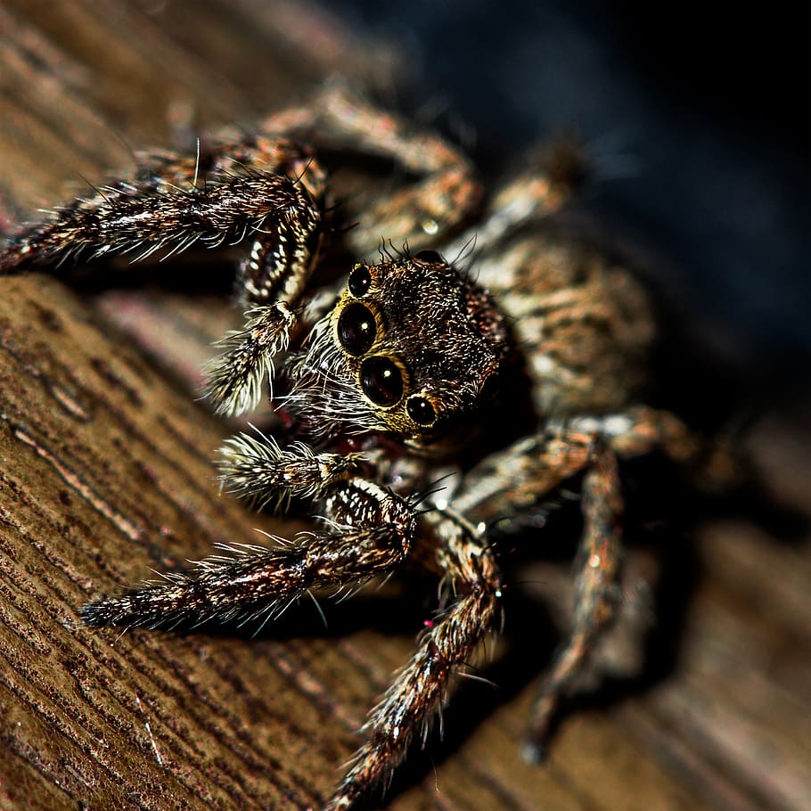 spider, insect, macros, animal, arachnid, animals in the wild HD wallpaper