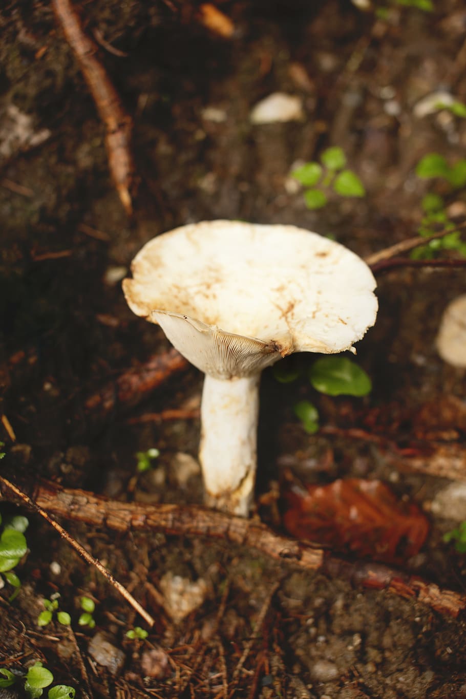 mushroom, fungus, vegetable, food, land, toadstool, growth HD wallpaper