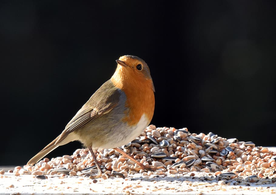 bird, robin, nature, winter, cold, animal, orange, garden, fauna HD wallpaper
