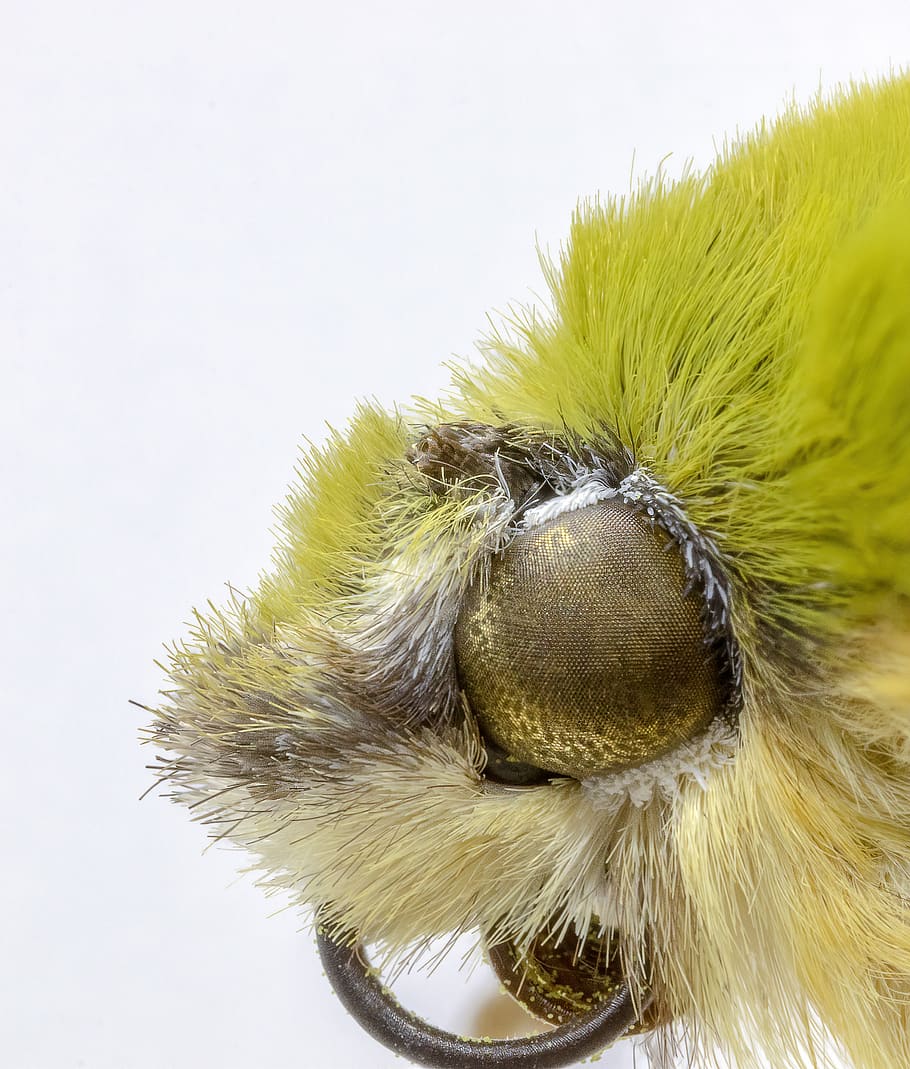 moth, close-up, macro, eye, tongue, scales, insect, nature HD wallpaper