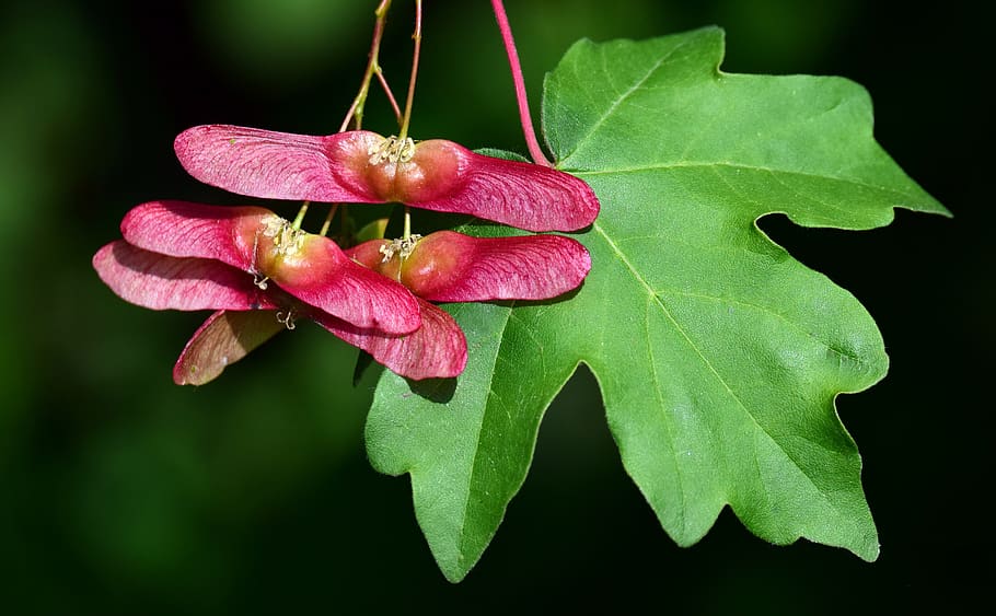 maple, blossom, bloom, leaf, seeds, close up, maple leaf, red HD wallpaper