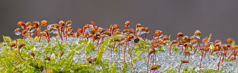 ice, iced, zing rain, moss, frozen, eiskristalle, icy, wintry HD wallpaper