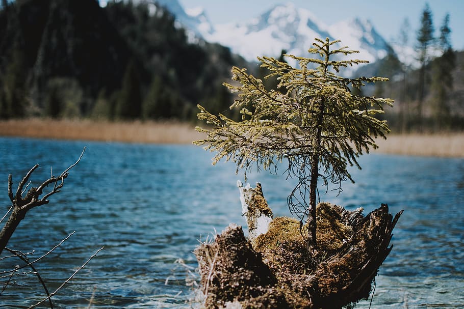 Pine Tree by the Lake, beautiful, daylight, environment, fall HD wallpaper
