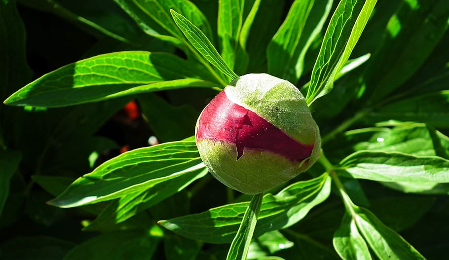 peony, bud, spring, flower, pink, nature, closeup, foliage HD wallpaper