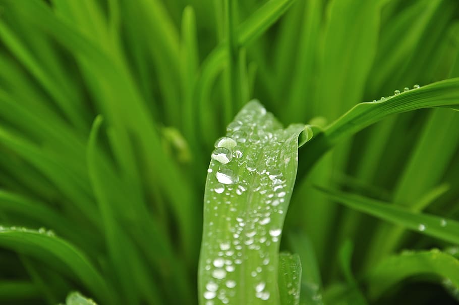 HD wallpaper: italy, lido di jesolo, grass, dew, green color, plant ...