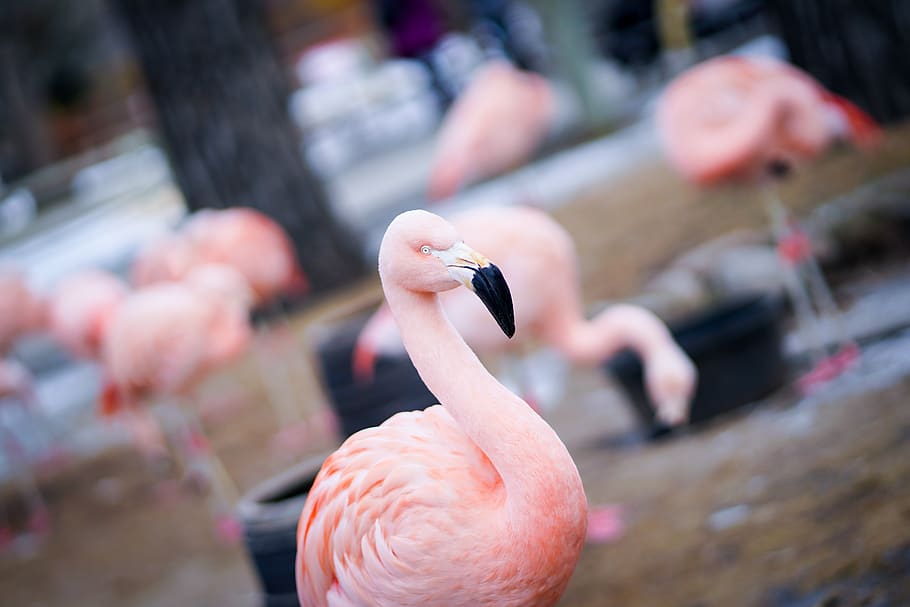 Flamingo birds, animal, wildlife, human, person, animals, pink bird HD wallpaper
