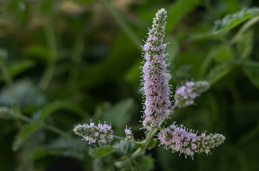 mint, peppermint, tee, herbs, aroma, tea herbs, herbal plant HD wallpaper