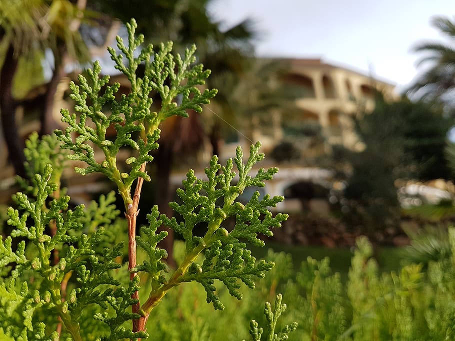 испания, cala pi, plant, growth, focus on foreground HD wallpaper