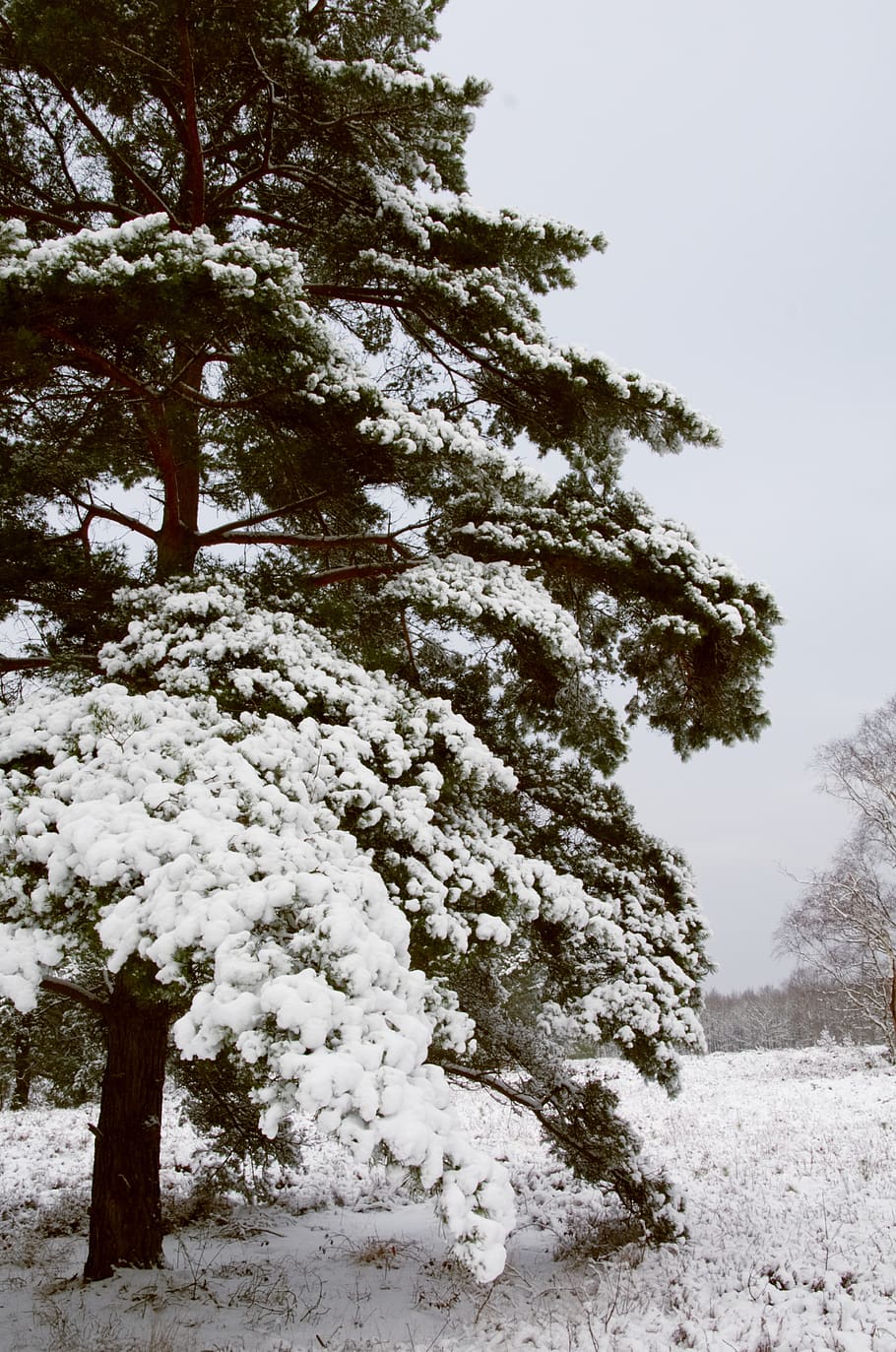netherlands, hilversum, tree, snow, green, plant, winter, cold temperature HD wallpaper