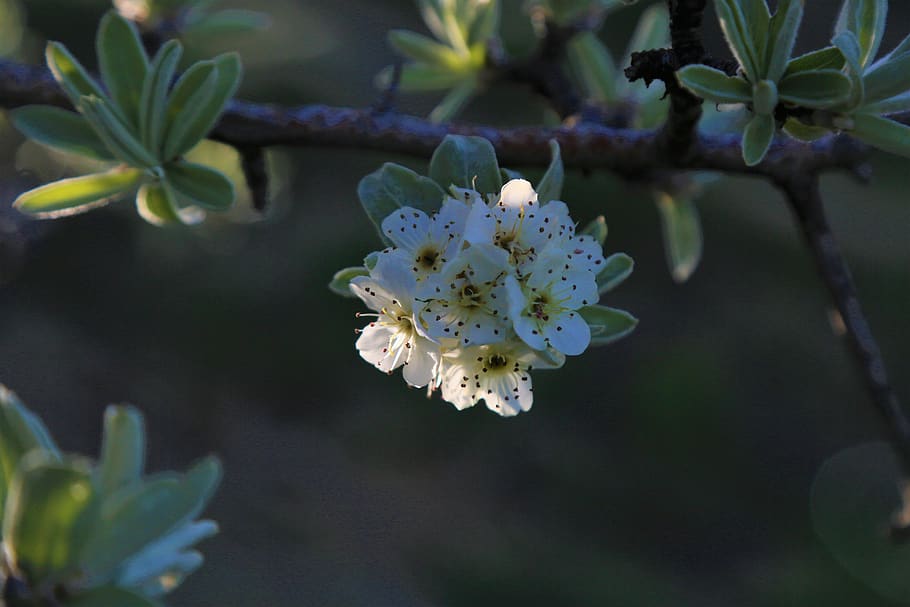 flower, nature, plant, spring, color, beautiful, blooming, bud HD wallpaper