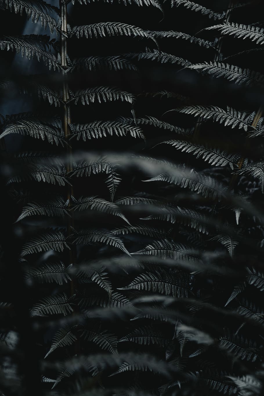 gray leafed trees, backgrounds, full frame, no people, pattern HD wallpaper