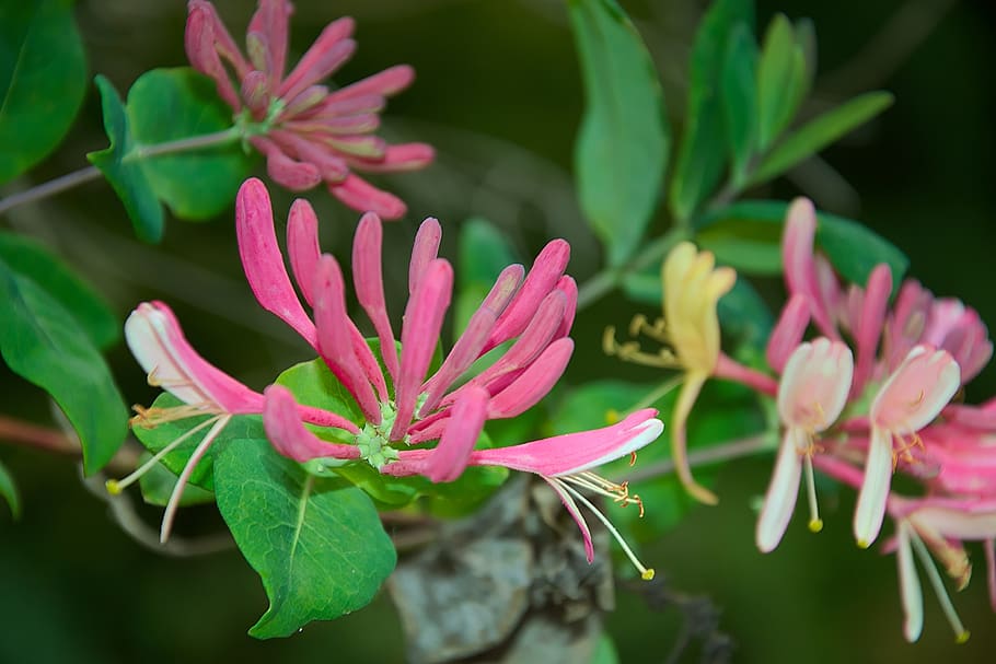 blossom, bloom, red, garden, close up, plant, flower, flowering plant HD wallpaper