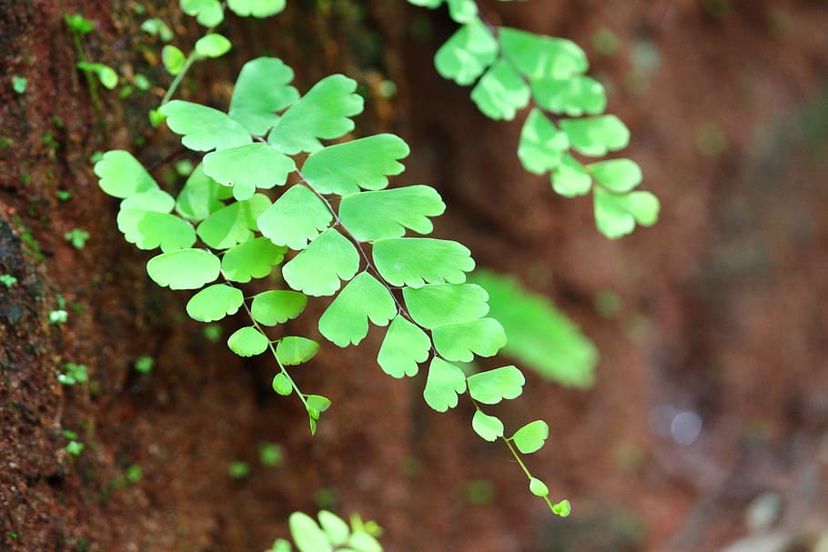 green, leaf, soil, nature, pattern, plant, growth, green color HD wallpaper