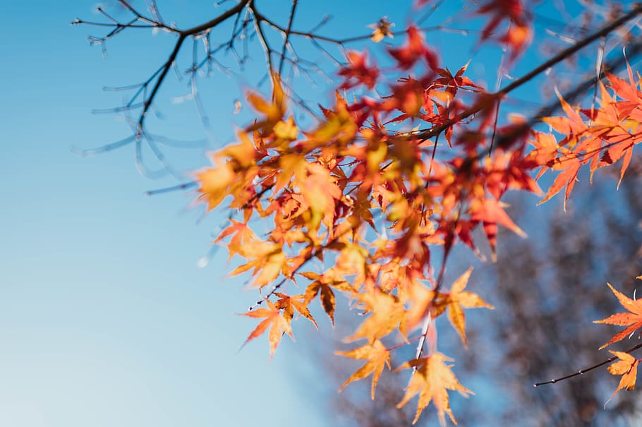 orange leaves on branch, autumn, tree, change, plant, orange color HD wallpaper