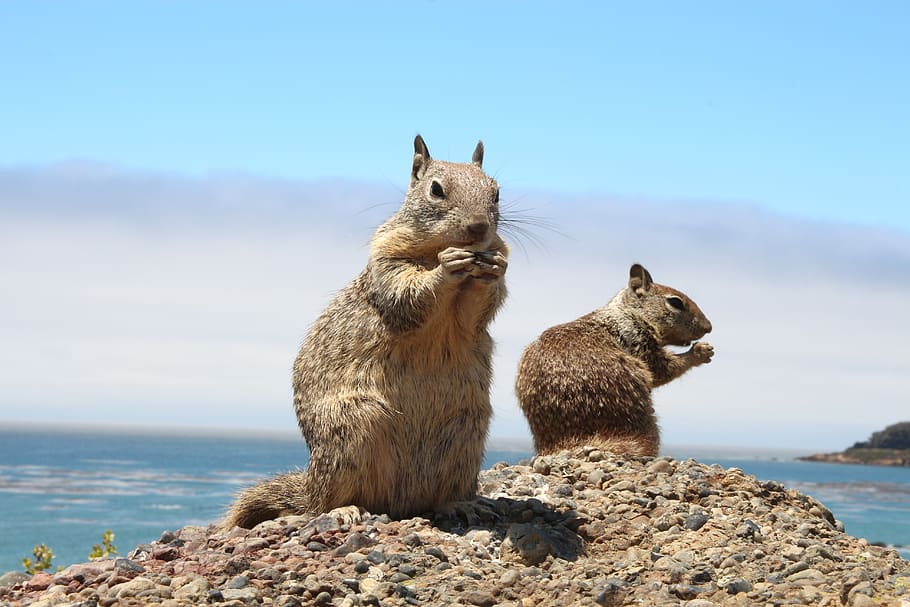 ground squirrel, gophers, nature, cute, nager, rodent, ocean HD wallpaper