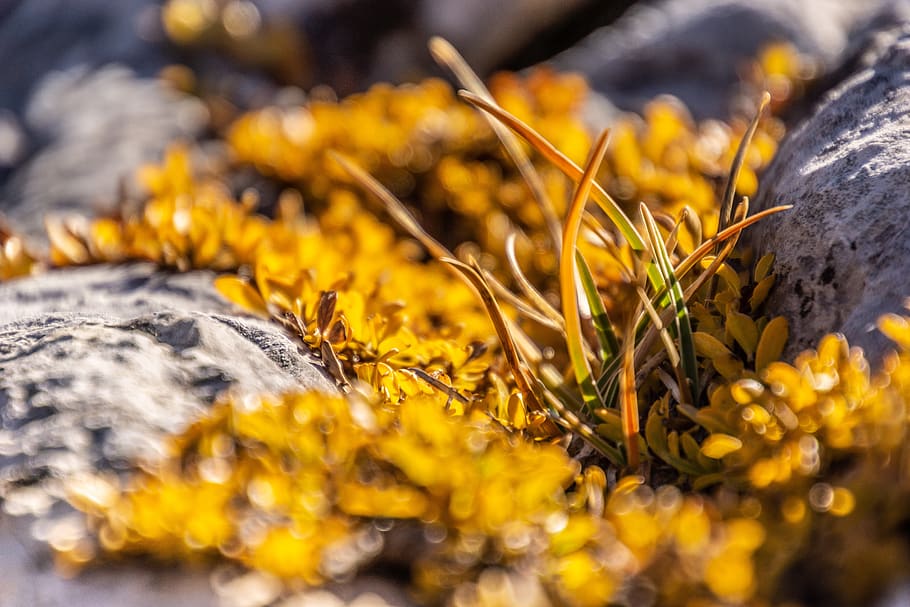 leaves, grass, mountain, yellow, macro, detail, dolomites, antersasc HD wallpaper