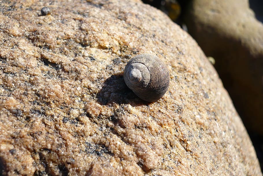 shell, snail, simply, beach, casing, summer, close up, animal wildlife HD wallpaper