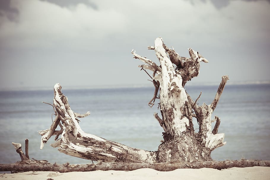 france, île de ré, sand, tree, ocean view, wood, sea, water HD wallpaper