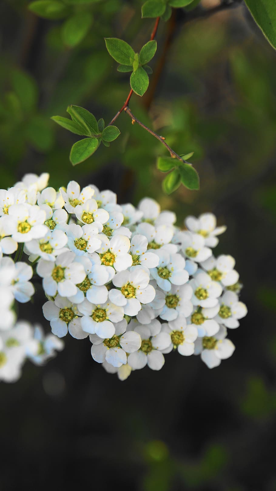 flowers, bush, spring, bloom, close up, white, branch, petals HD wallpaper