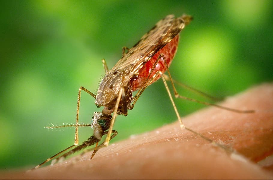 bite, biting, mosquito, insect, animal, poisonous, animal wildlife
