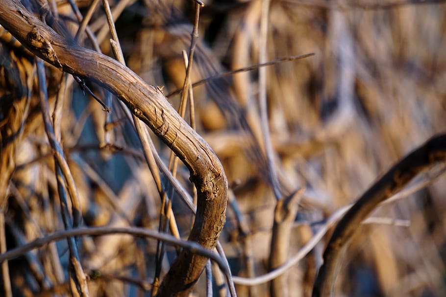 vine, branches, sunset, sunrise, dawn, dusk, sunlight, evening HD wallpaper