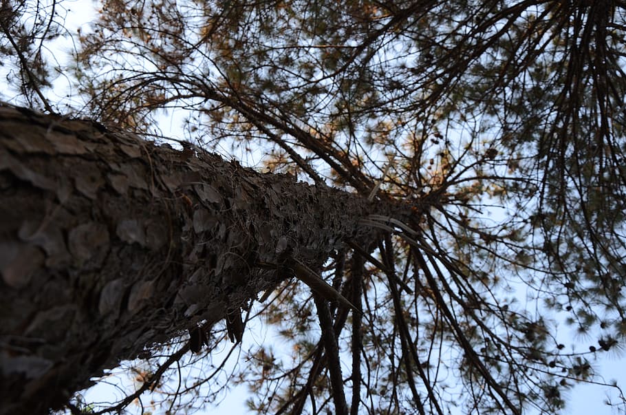 tree, forest, nature, plant, tree trunk, low angle view, branch HD wallpaper