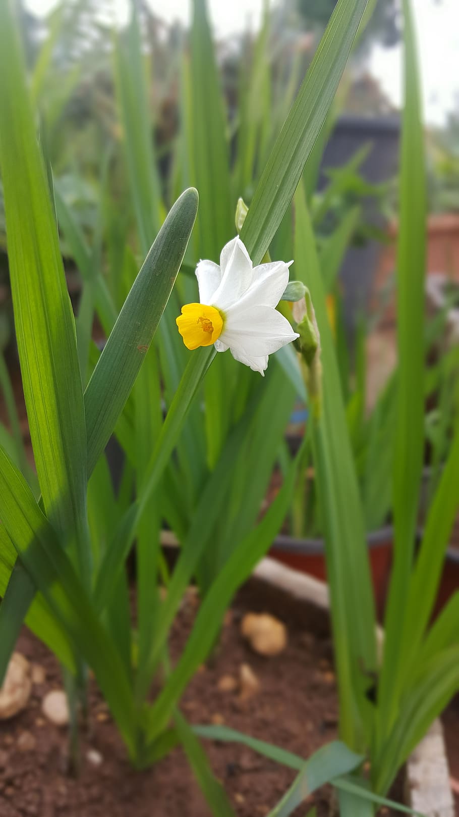 winter, yellow, green, white, flower, brown, soil, flowering plant HD wallpaper