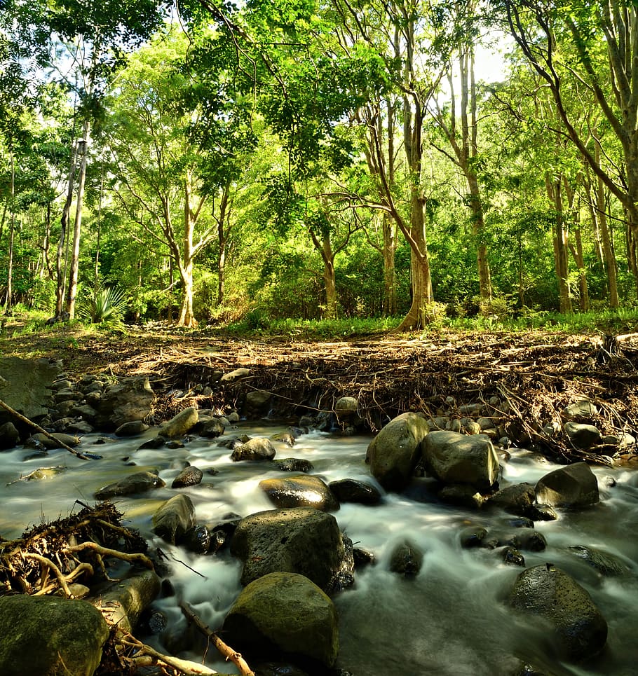 forest, river, rock, nature, stream, landscape, water, creek, HD wallpaper