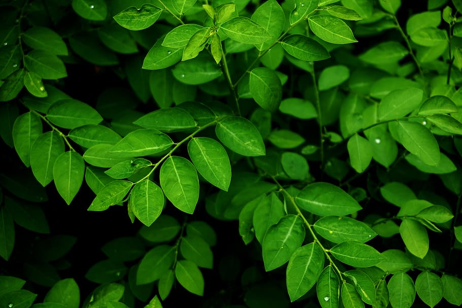 vietnam, green color, leaf, plant part, growth, close-up, beauty in nature HD wallpaper