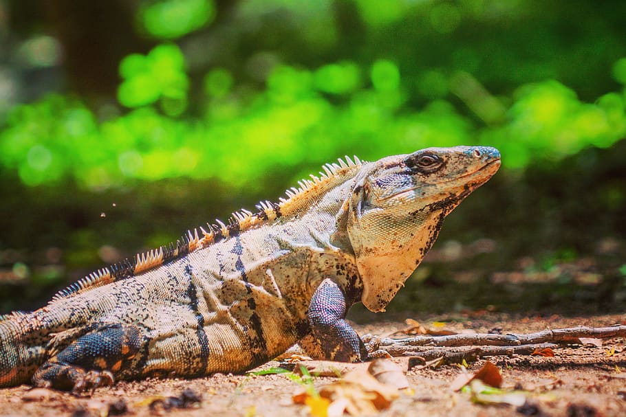 bearded dragon, animal, animal themes, animal wildlife, reptile HD wallpaper
