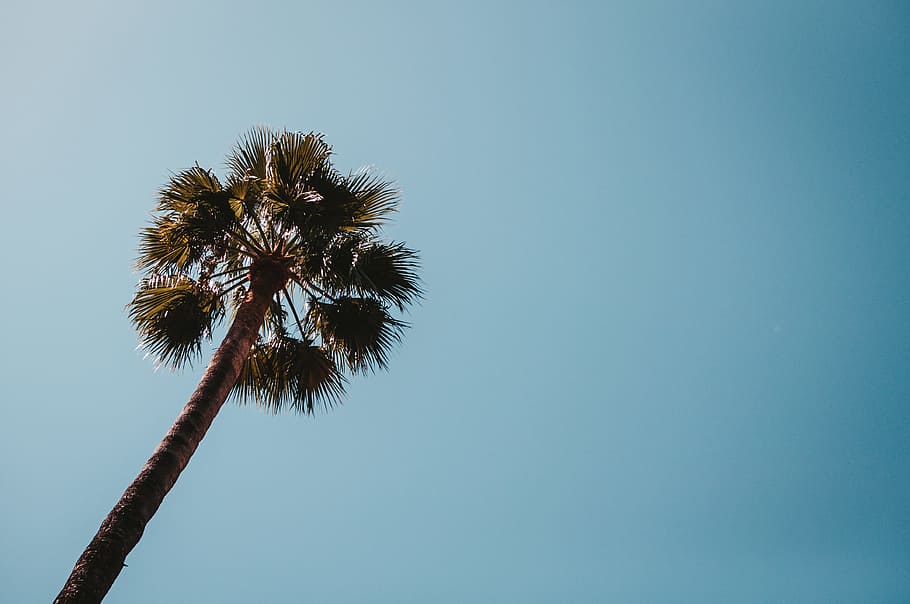 low angle photo of palm tree, sky, blank space, scenic, summer sky