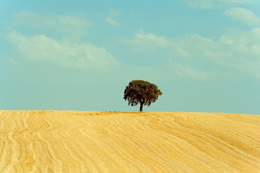 tree, sky, nature, clouds, land, plant, environment, landscape HD wallpaper