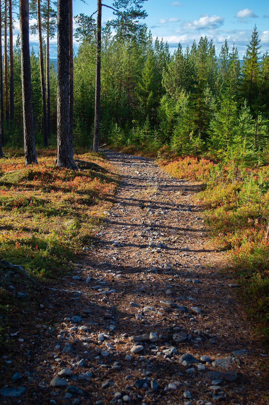 brown soil road, gravel, dirt road, ground, plant, tree, path HD wallpaper
