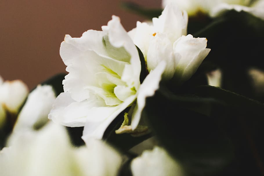 green, macro, closeup, flower, flowers, blossom, nature photo HD wallpaper