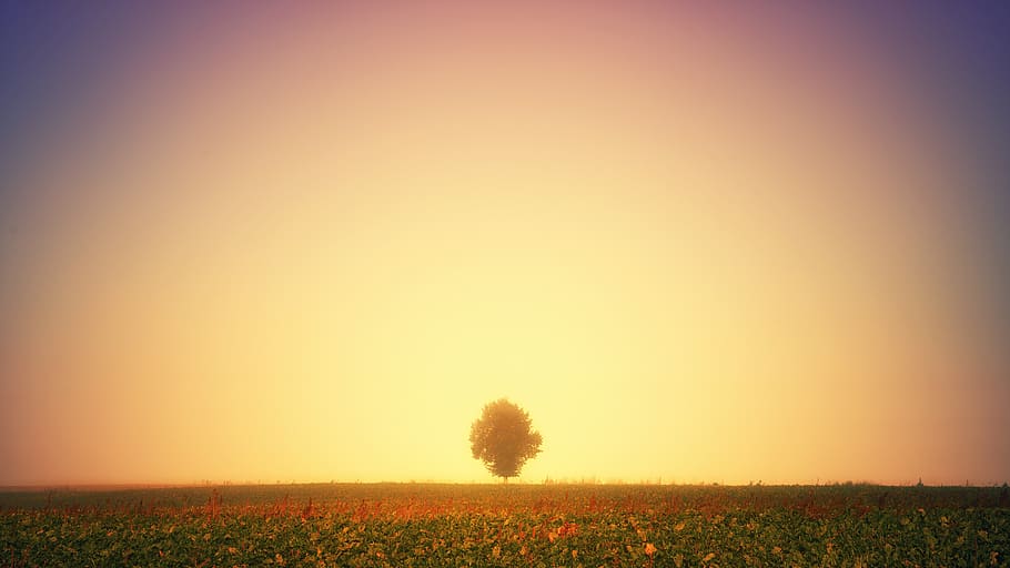 light, glow, tree, meadow, autumn, sun, glowing, hell, fire HD wallpaper