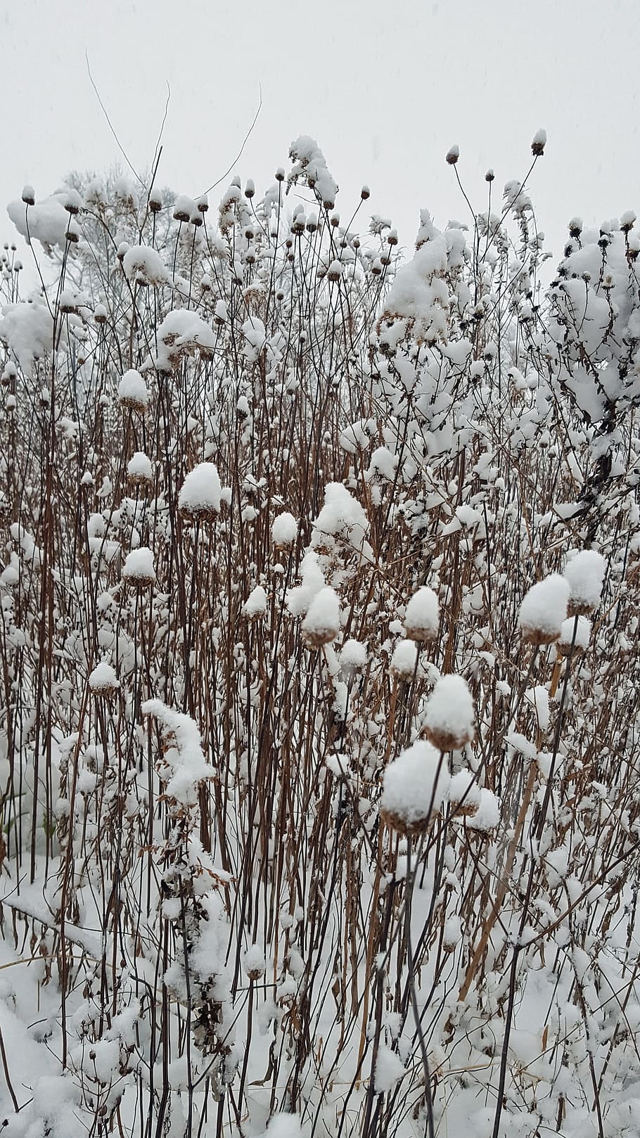 Fresh snow in winter covers a field of spent cosmos., snowfall