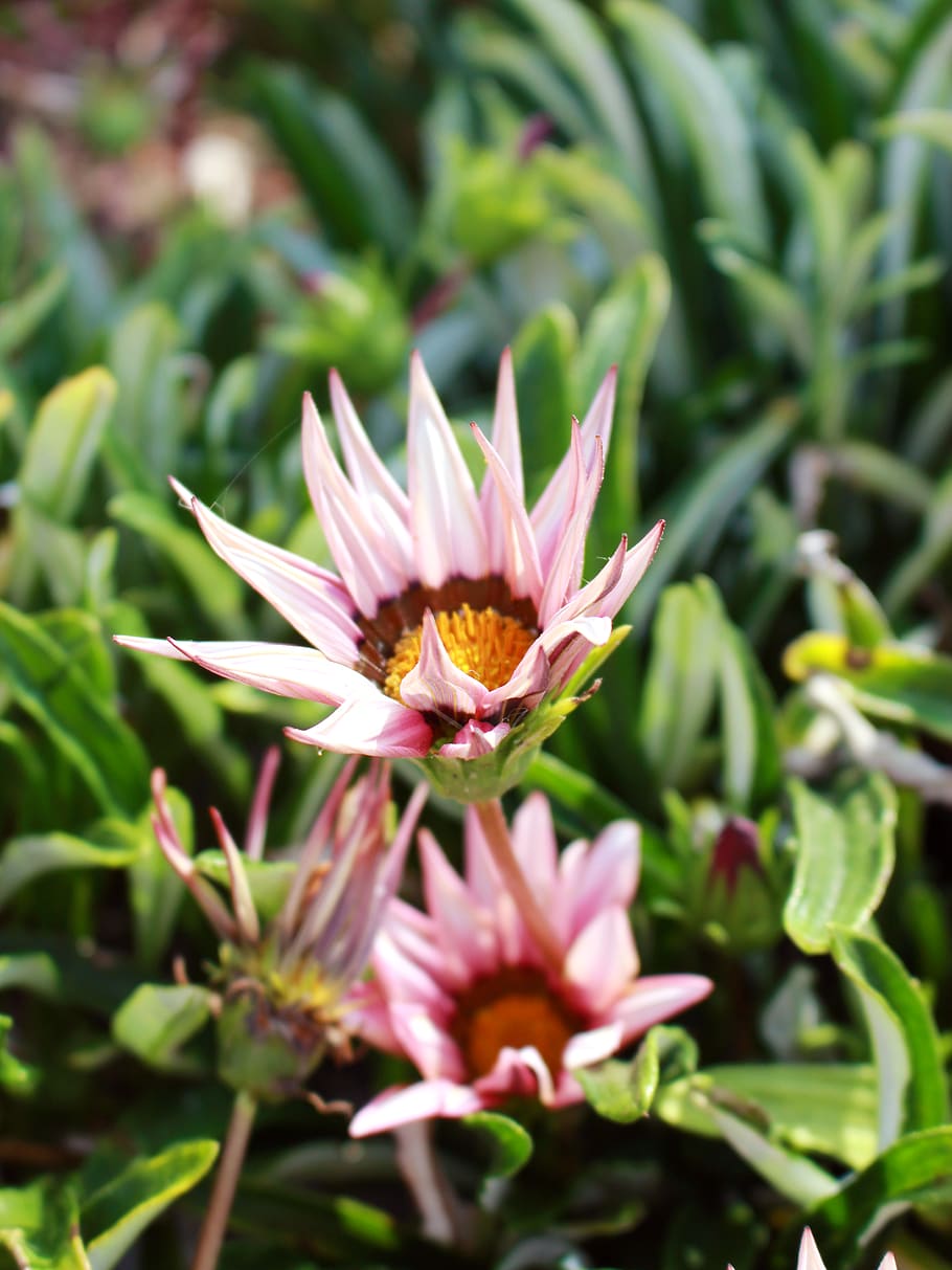 flower, flowering plant, freshness, beauty in nature, fragility HD wallpaper