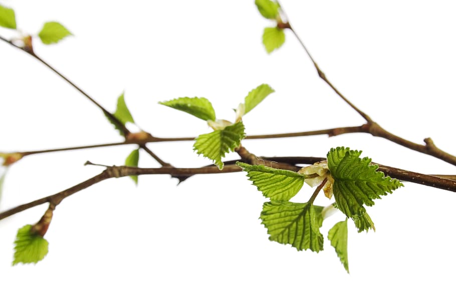 branch, tree, leaf, green, white, plant, isolated, growth, nature HD wallpaper