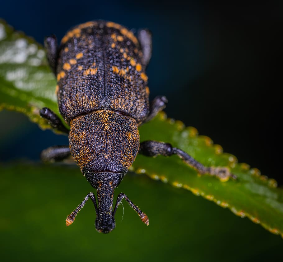 Close-up Photography Of Insect On Leaf, animal, beetle, bug, little HD wallpaper