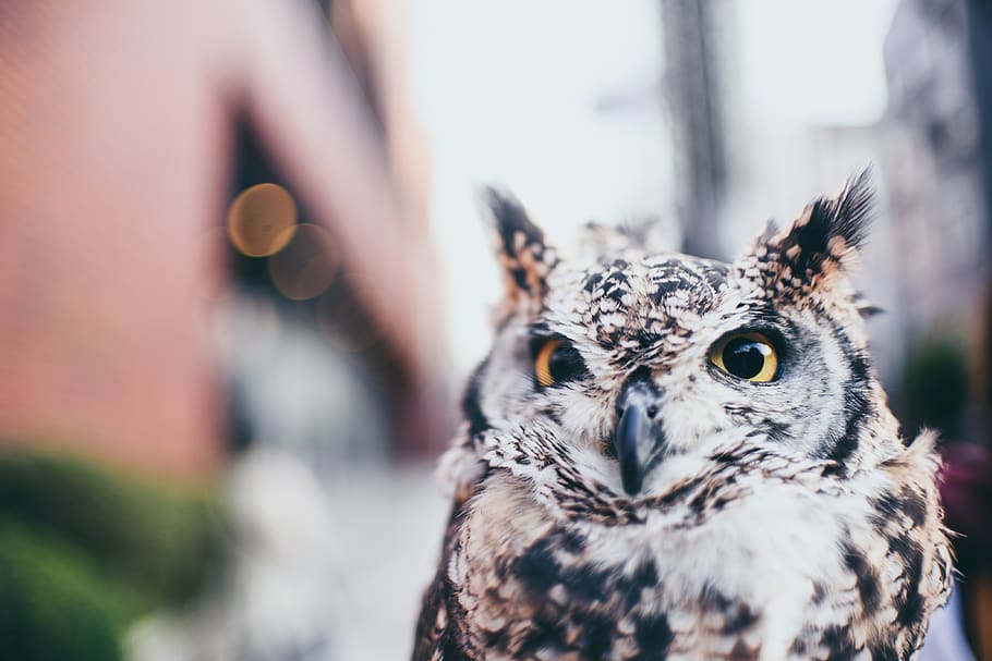 selective focus photography of ow, owl, bird, animal, mammal, HD wallpaper