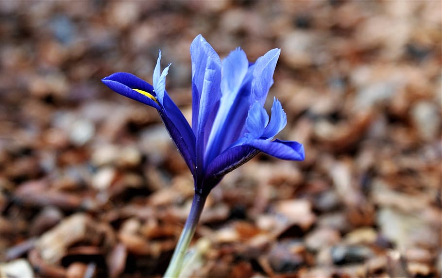 iris, blue, flower, nature, spring, vegetable, flowers, flowering plant HD wallpaper