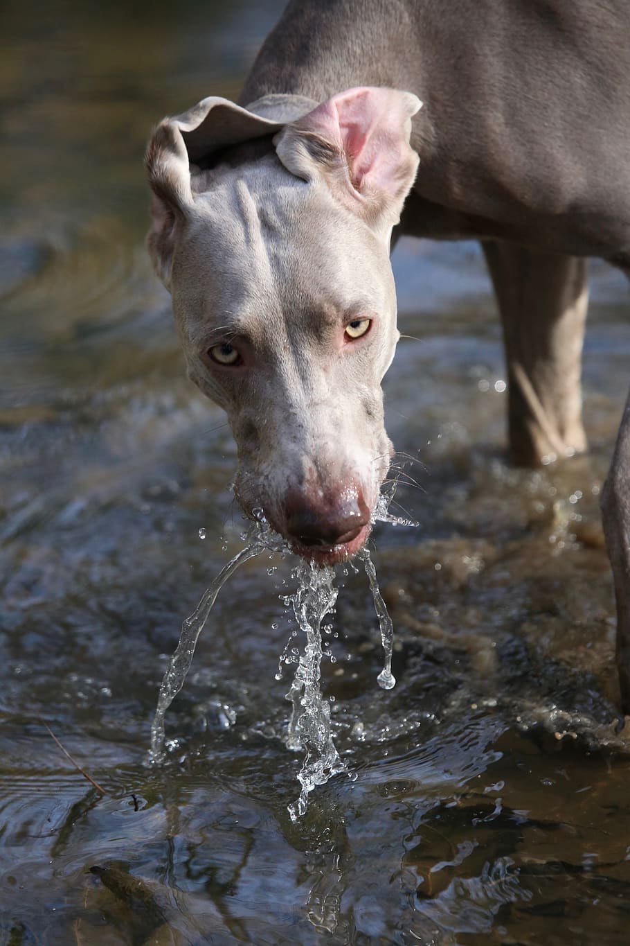 drinking dog on body of water, canine, mammal, animal, pet, wildlife