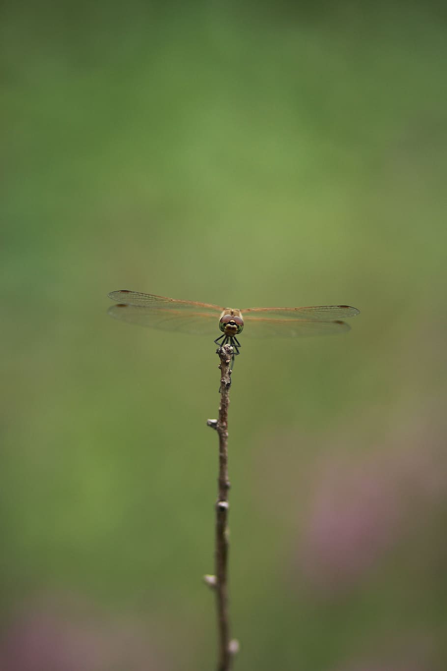 dragonfly, insects, nature, macro, wing, twig, affix, day, outdoors HD wallpaper