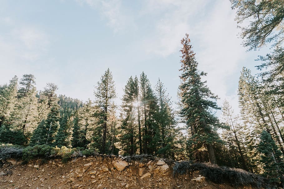 pine trees under white sky during daytime, plant, beauty in nature HD wallpaper
