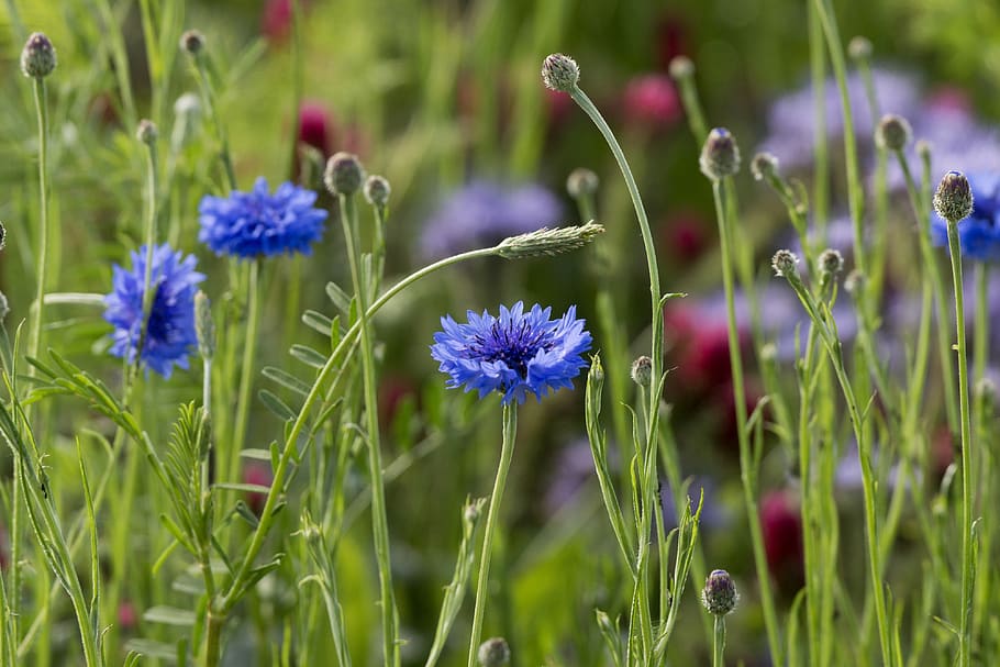 cornflower, wild flower, meadow, flowering plant, freshness HD wallpaper