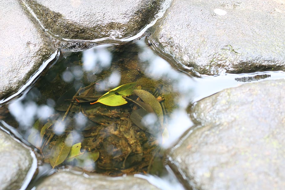 stone, water, leaf, vietnam, nature, summer, sunshine, relax HD wallpaper